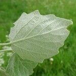 Populus alba Blatt