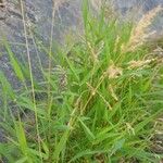 Agrostis stolonifera Habit