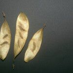 Diplotropis purpurea Fruto