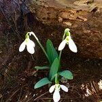 Galanthus plicatus ᱛᱟᱦᱮᱸ