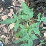 Cedronella canariensis Likasa