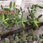 Delosperma echinatum Leaf