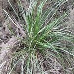 Carex paniculata Blad