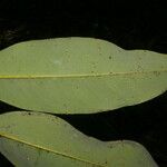 Diospyros discolor Leaf