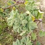 Malva arborea Levél