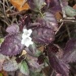 Strobilanthes alternataÕis