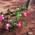 Adenium multiflorum Цвят