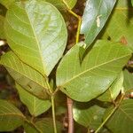 Callichlamys latifolia Frunză