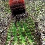 Melocactus intortus موطن
