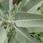 Salvia apiana Habit