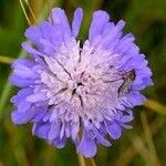 Knautia arvernensis Floare