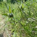 Cirsium altissimum Kvet