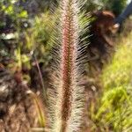 Setaria parviflora花