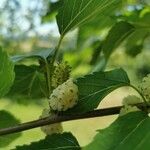 Morus alba Fruit