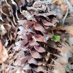 Picea brachytyla Fruto
