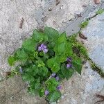 Viola sororia 葉