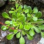 Saxifraga spathularis Leaf