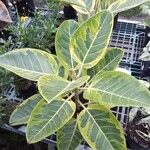 Ficus altissima Blad