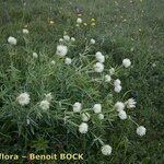 Trifolium pannonicum Habit