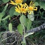 Hymenoxys hoopesii Flower