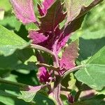 Chenopodium giganteum Blatt