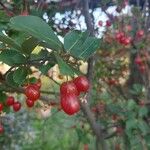 Elaeagnus multiflora Frukt