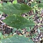 Solanum muricatum Blatt