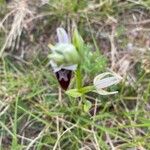 Ophrys arachnitiformis Çiçek