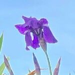 Iris aphylla 花