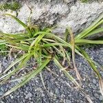 Fimbristylis dichotoma Leaf