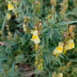 Linaria vulgarisFlower