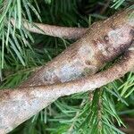 Abies sibirica Bark