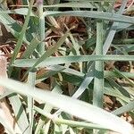 Dichanthium aristatum List