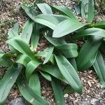 Haemanthus coccineus पत्ता