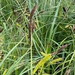 Carex riparia Blodyn