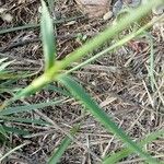 Dianthus carthusianorum Yaprak