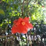 Punica granatum Flower