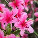 Rhododendron indicum Kukka