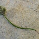 Asplenium seelosii Fruit