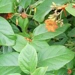 Cordia subcordata Folha