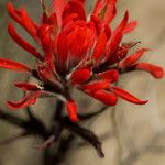 Castilleja angustifolia Цветок