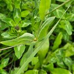 Gypsophila vaccaria पत्ता