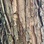 Salix nigra 樹皮