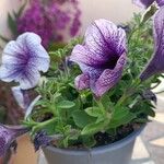 Petunia x atkinsiana Fuelha