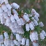 Erica lusitanica Blomst