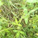 Trifolium diffusum Leaf