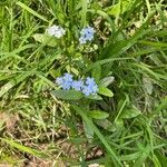 Myosotis scorpioidesКветка