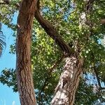 Liquidambar formosana Bark