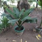 Dieffenbachia parlatorei Tervik taim