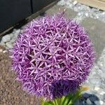 Allium nigrumFlower